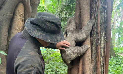 Bicho-preguiça recebe alta veterinária e volta para casa no Parque Centenário de Barra Mansa